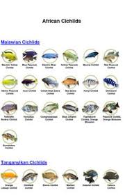 564 Best Visse Images Aquarium Fish Tropical Fish