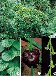 Image result for Dioscoreaceae
