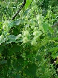 Image result for Tragia glabrata