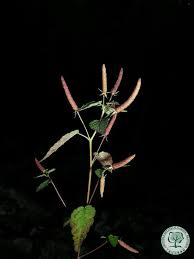 Image result for Acalypha caperonioides