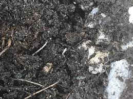 Plant scale insects come equipped with piercing/sucking mouthparts and are widespread around the world. Ask A Question Forum Silver Bugs In Peace Lily House Plant Soil Garden Org