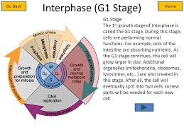 Learn vocabulary, terms and more with flashcards, games and other study tools. Cell Cycle And Mitosis Tutorial Ppt Video Online Download