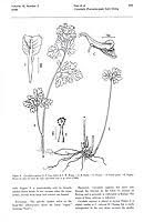 Image result for Corydalis mildbraedii