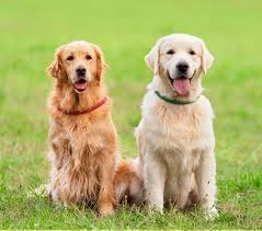 Golden Retriever Adoption in Iowa: Golden Retriever Puppies for Sale in  Iowa