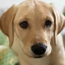 Fundraiser by Denise Burgess : Train Madge as a therapy dog