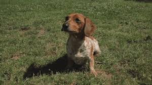 Barking Nicki Minaj Gif By Dnce Find Share On Giphy Log in to save gifs you like, get a customized gif feed, or follow interesting gif creators. barking nicki minaj gif by dnce find