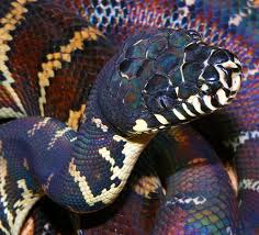 Matching mask can be found in my store. Somewhere Over The Rainbow Is A Boelen S Python Featured Creature