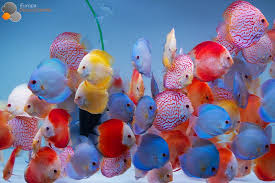 We pioneered the discus fish hobby and have over 60 years of experience breeding and raising the finest quality discus fish you can find. Diskus Jungtiere I Diskusfische Aquarienfische Susswasser Aquarienfische