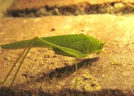 Image result for Philenoptera katangensis