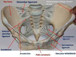 The named ligaments of the pelvis mostly arise from the sacrum and attach to varying segments of the pelvic bone. Figure 9 Pelvis Ligaments Superior View Pathology Anatomy And Physiology Pelvis