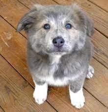 Pin On Dogs And Puppies