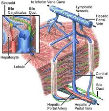 Hepatic lobules are made from liver cells called hepatocytes. Figure 296 Liver Lobules