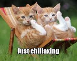 Image result for lolcats