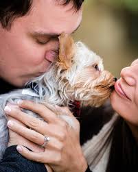 Engaging Tails: Tucker the Yorkie