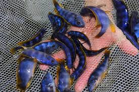 While the demons were rising, mankind was about to become extinct. å¥‡è'‚å§†å·´é¾çŽ‹é¯›petrotilapia Sp Chitimba Asirfish é˜¿è³œç†±å¸¶é­šç¹æ®–å ´ ç—žå®¢é‚¦