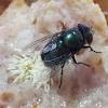 Find images of eating fly. 1