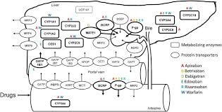 Because of the risk of bleeding, your dose of apixaban may need to be lowered or stopped a few days before you have an operation. Pharmacokinetic Drug Interactions Of The Non Vitamin K Antagonist Oral Anticoagulants Noacs Sciencedirect