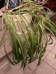 Image result for Chlorophytum perfoliatum
