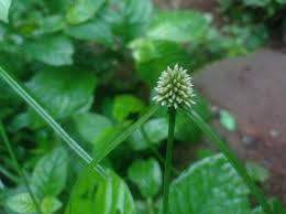 Image result for Cyperus dubius