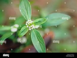 Image result for Mitracarpus