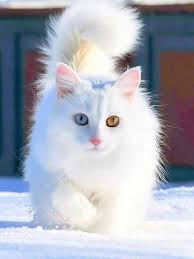 Bulu bayi kucing persia lebih panjang, serta bentuk wajahnya tidak terlalu runcing dengan hidung yang sedikit pesek. Pin Oleh Nancy Orend Di Felinos Kucing Cantik Kucing Bayi Bayi Kucing