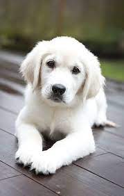 English Cream Golden Retriever Puppies Cute Dogs Cute Dogs Breeds Retriever Puppy