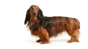 He was a mini long haired black/red. Dachshund Long Haired Dog Breed Information Purina
