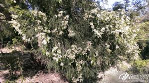 Image result for Melaleuca bracteata