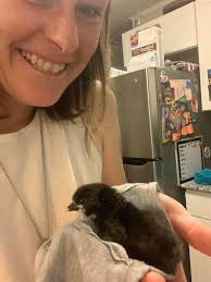 Happy Chicken day FRIENDS OF THE BLESSING TRUCK!! Spiiicy chicken has flown  the coop 🐓 🔥