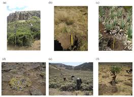 Image result for Agrostis quinqueseta