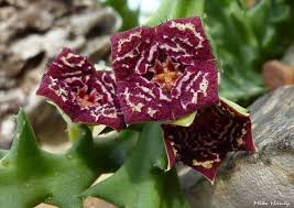 Image result for Orbea carnosa