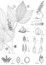 Image result for Eriosema rhynchosioides
