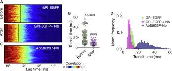 Immunofluorescence was carried out using a mouse monoclonal antibody specific for human tubulin beta 2cfollowed by star117d488ga, goat anti mouse igg dylight®488. Influence Of Nanobody Binding On Fluorescence Emission Mobility And Organization Of Gfp Tagged Proteins Sciencedirect