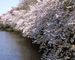 高岡城址公園賞櫻
