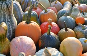 Pumpkins without stem do not keep well. Pumpkin San Diego Zoo Animals Plants