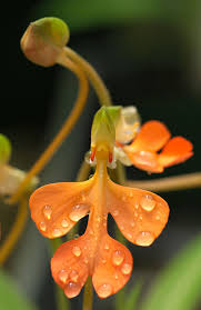 Image result for Habenaria laurentii