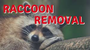 How do you get rid of raccoons if you've already been cooking and feeding them pork chops every night? How I Got Rid Of A Raccoon Raccoon Removal Diy Youtube