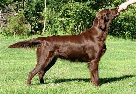 Men jeg ville personligt gå efter en hvalp af højdriftede forældrehunde med sundhed i absolut top. Formel 1 Lab Brun Skrevet Af Louise P