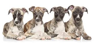 This video is lengthy, but it breaks down how to find a good dog breeder and make a substantial contract. Register Your Litter With The American Kennel Club