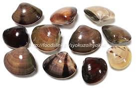 ハマグリ 蛤 はまぐり 旬の魚介百科
