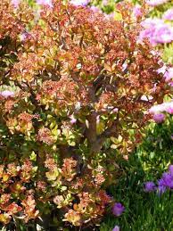 Crassula Ovata Pink Beauty Pink Jade Plant World Of Succulents Jade Plants Crassula Ovata Succulents