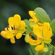 Image result for Senna bicapsularis