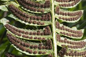 Image result for Lonchitis