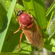 Image result for Rinorea ferruginea