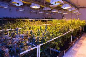 10 Must Know Tips To 10x Your Cannabis Grow Grothority