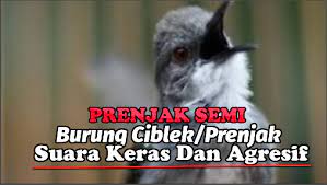 Jenis Ciblek Prenjak Dengan Suara Keras Dan Mental Bagus Suara Video Jenis