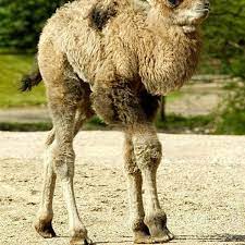 Usually camels have one hump but the bactrian camel in asia has two humps because it is meant to carry heavy loads along the cold and dry deserts. Got The Hump This Camel Hasn T Ok Magazine