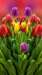 Happy Weekend My Friend Bunga Musim Semi Bunga Tulip Bunga Eksotis