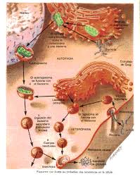 Alquimia estelar? ¿Proplasma vivo? ¿De dónde venimos? : Blog de Emilio  Silvera V.