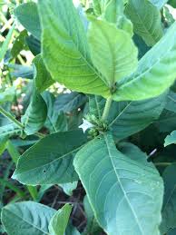 Image result for Neuracanthus africanus